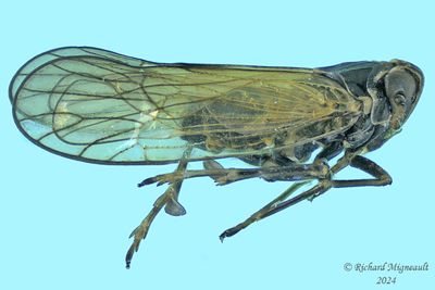 Delphacid Planthopper - Javesella pellucida m24 4,3mm 518 1 A305ff.jpg