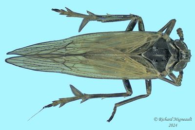 Delphacid Planthopper - Javesella pellucida m24 4,3mm 518 2 A305ff.jpg