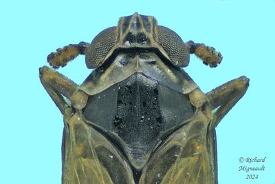 Delphacid Planthopper - Javesella pellucida m24 4,3mm 518 3 A305ff.jpg