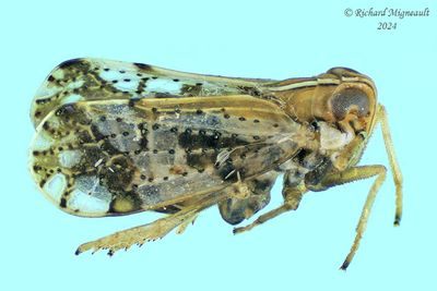 Delphacid Planthopper - Liburniella ornata m24 2,7mm 714 1 BG A127ff.jpg