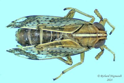 Delphacid Planthopper - Liburniella ornata m24