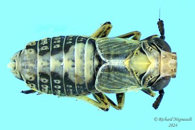 Delphacid Planthopper - nymph m24