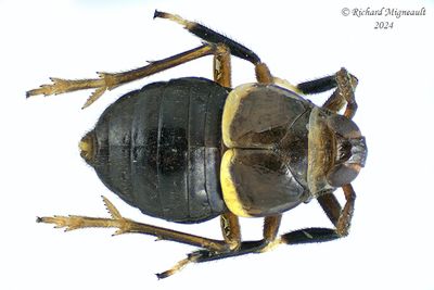 Delphacid Planthopper - Pissonotus basalis m24