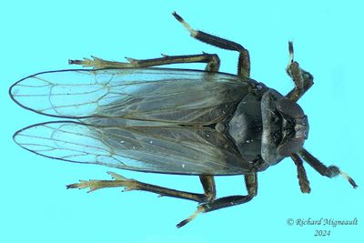 Delphacid Planthopper - Pissonotus basalis m24 1