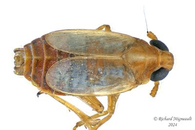 Delphacid Planthopper - Ribautodelphax sp m24