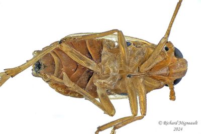 Delphacid Planthopper - Ribautodelphax sp m24