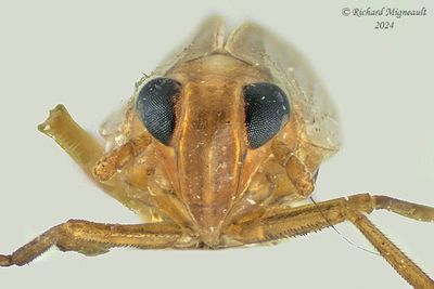 Delphacid Planthopper - Ribautodelphax sp m24