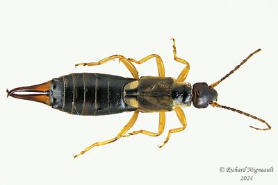 European Earwig - Perce-oreilles - Forficula auricularia m24