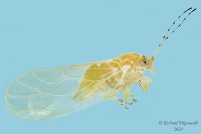 Psylloidea - Aphalaridae - Craspedolepta sp m24 2mm