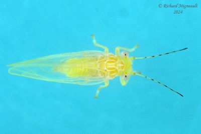 Psylloidea - Aphalaridae - Craspedolepta sp m24 2mm