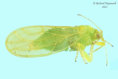 Psylloidea - Aphalaridae - Craspedolepta sp m24 3,2mm