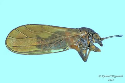 Psylloidea m24 1 2,9mm