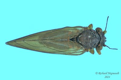 Psylloidea m24 2 2,9mm