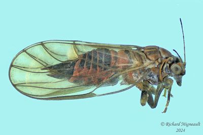 Psylloidea m24 1 3mm