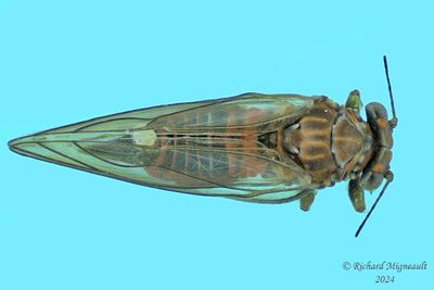 Psylloidea m24 2 3mm