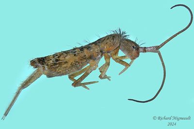 Springtail - Pogonognathellus sp 2 m24 4,2mm 918 A74ff.jpg