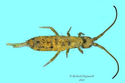 Springtails - Pogonognathellus sp m24 4,7mm 