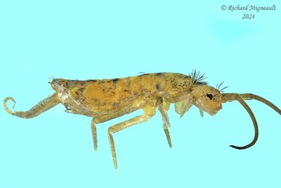 Springtails - Pogonognathellus sp m24 4,7mm