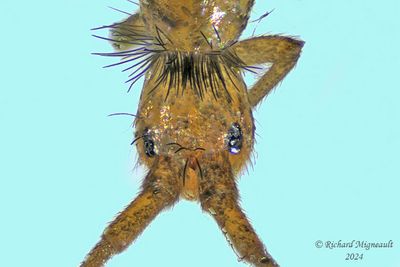 Springtails - Pogonognathellus sp m24 4,7mm