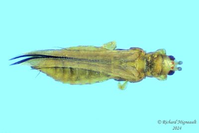 Thrips m24 1.2mm 
