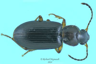 Ground beetle - Bradycellus congener m24