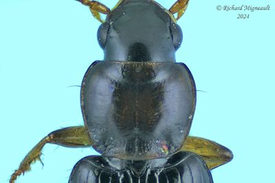 Ground beetle - Bradycellus congener m24