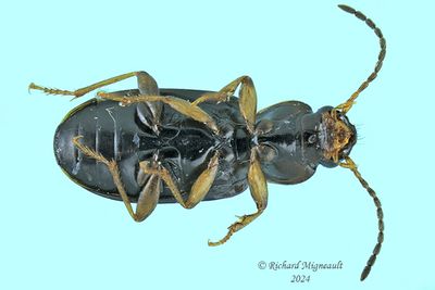Ground beetle - Bradycellus congener m24