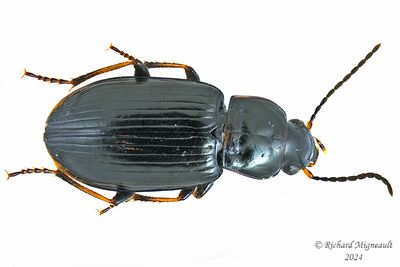 Ground beetle - Bradycellus nigrinus m24
