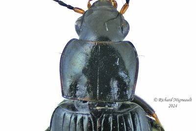 Ground beetle - Bradycellus nigrinus m24