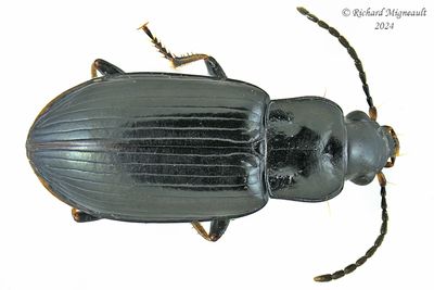 Ground beetle - Bradycellus nigrinus m24