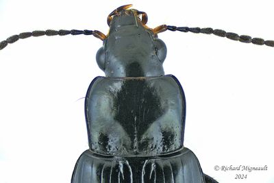 Ground beetle - Bradycellus nigrinus m24