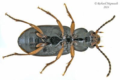 Ground beetle - Bradycellus sp7 m24