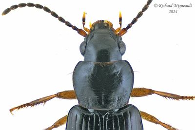 Ground beetle - Bradycellus sp7 m24
