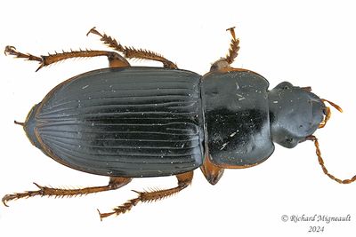 Ground beetle - Harpalus herbivagus m24
