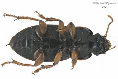 Ground beetle - Harpalus herbivagus m24