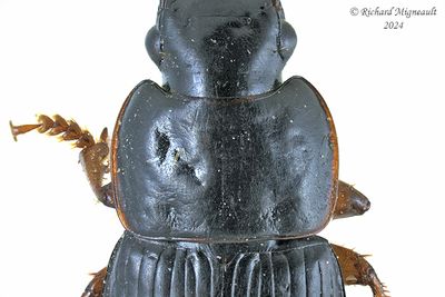 Ground beetle - Harpalus herbivagus m24