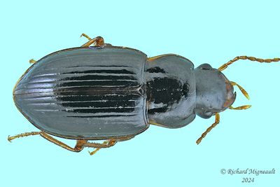 Ground Beetle - Pseudamara arenaria m24