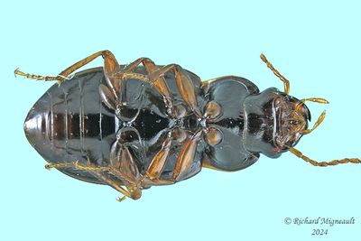 Ground Beetle - Pseudamara arenaria m24