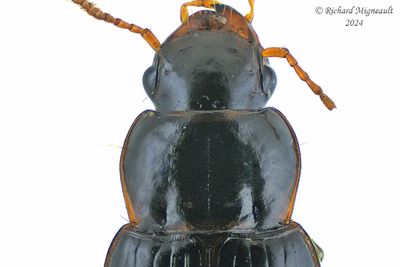 Ground Beetle - Pseudamara arenaria m24