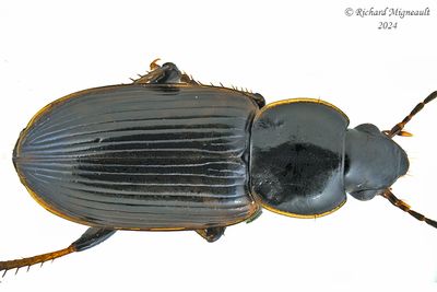 Ground beetle - Stenolophus fuliginosus m24
