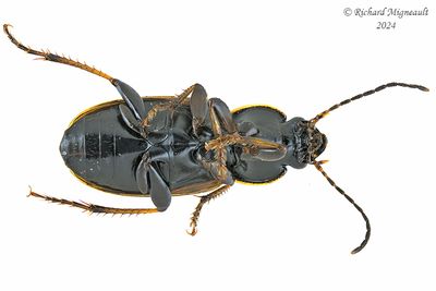 Ground beetle - Stenolophus fuliginosus m24