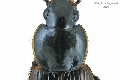 Ground beetle - Stenolophus fuliginosus m24