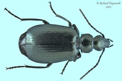 Ground beetle - Lebia moesta m24