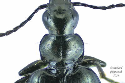 Ground beetle - Lebia moesta m24 
