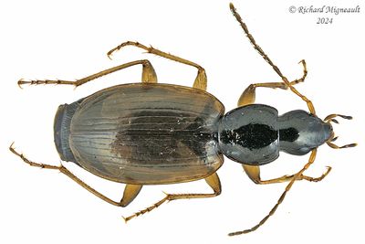 Ground beetle - Agonum Europhilusm m24