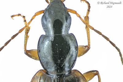 Ground beetle - Agonum Europhilusm m24