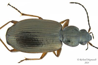 Ground beetle - Agonum sp m24