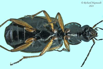 Ground beetle - Agonum sp m24