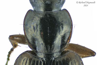 Ground beetle - Agonum sp m24