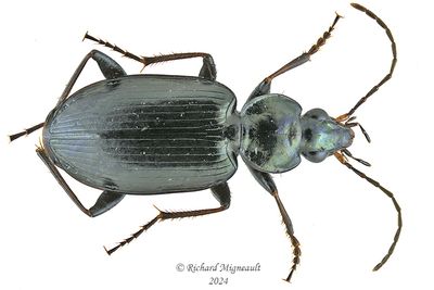 Ground beetle - Agonum placidum m24 1